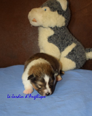 du Jardin d'Angélique - Shetland Sheepdog - Portée née le 12/08/2024