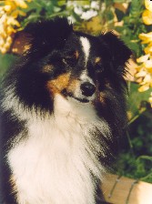 Princesse du Jardin d'Angélique