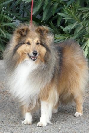 CH. Roxanne du Jardin d'Angélique