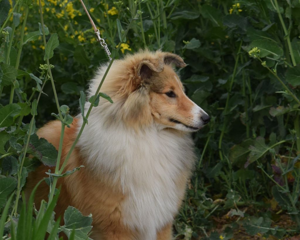 Vitalys du Jardin d'Angélique