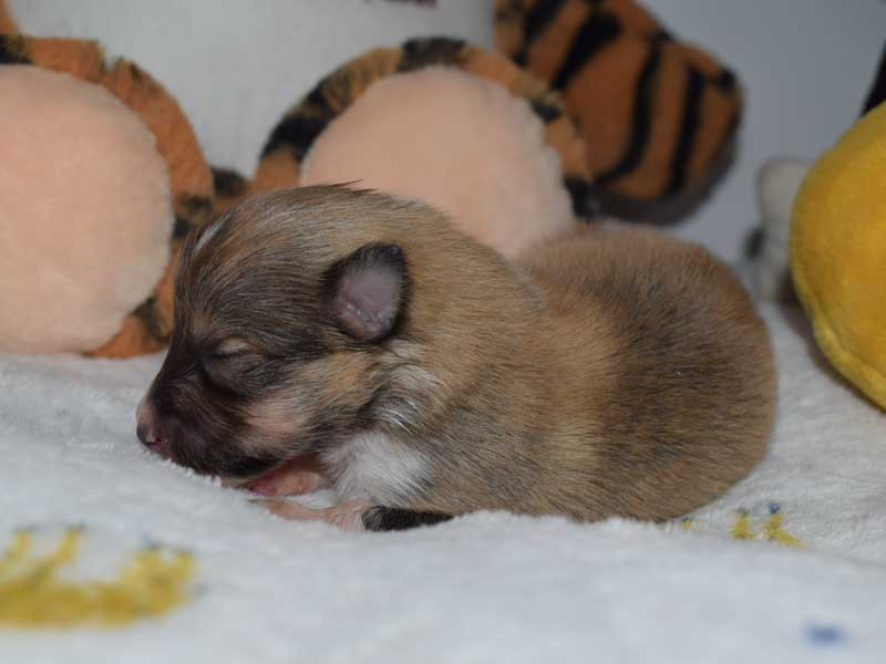 du Jardin d'Angélique - Chiots disponibles - Shetland Sheepdog