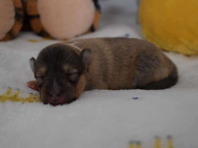 du Jardin d'Angélique - Chiots disponibles - Shetland Sheepdog