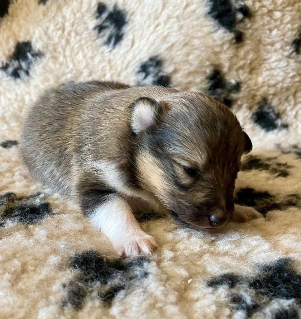 du Jardin d'Angélique - Chiots disponibles - Shetland Sheepdog