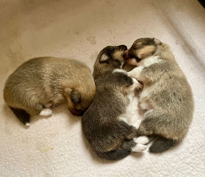 CHIOT 2