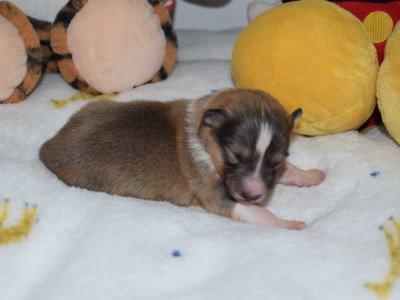 Brownie